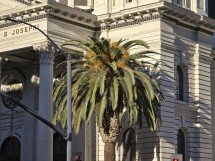 Samsung Galaxy S25 Ultra vs Galaxy S24 Ultra camera shootout, part 2 
