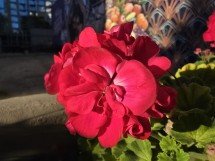Samsung Galaxy S25 Ultra vs Galaxy S24 Ultra camera shootout, part 2 