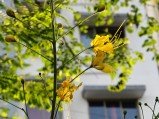 Check out the first OnePlus 13s camera samples 