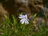 Camera battle: vivo X200 Ultra vs X100 Ultra 