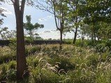 Check out the first OnePlus 13s camera samples 