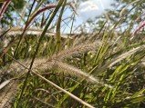 Check out the first OnePlus 13s camera samples 