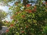 Check out the first OnePlus 13s camera samples 