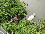 Check out the first OnePlus 13s camera samples 