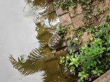 Check out the first OnePlus 13s camera samples 