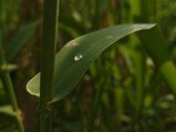 Check out the first OnePlus 13s camera samples 
