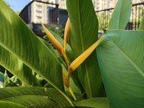 Check out the first OnePlus 13s camera samples 