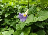 Check out the first OnePlus 13s camera samples 