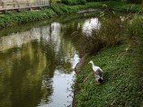 Check out the first OnePlus 13s camera samples 