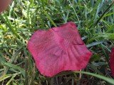Samsung Galaxy Z Fold7 and Z Flip7 camera samples 