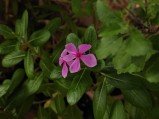 Here are our first Realme 15 Pro camera samples 
