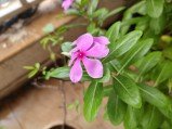 Here are our first Realme 15 Pro camera samples 