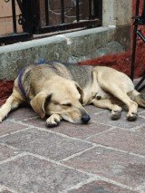 We took the Oppo Find X9 Pro to the D&iacute;a de los Muertos in Mexico 