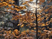 My top 5 phones of 2025 - Ivan 