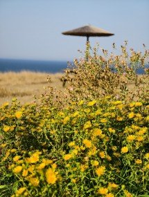 My top 5 phones of 2025 - Ivan 