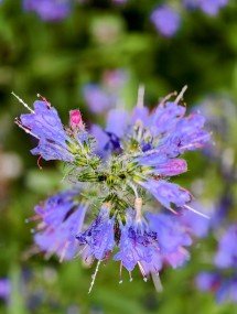 My top 5 phones of 2025 - Ivan 