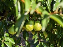 Camera vs foldable flagships: why can't you have the best of both worlds? 